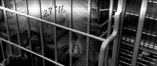 A black and white image with a CRT effect overlayed. It shows an furry animal, perhaps some kind of monkey, locked inside a small cage. On it’s pale fur is an identification number.