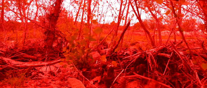 An image of a forest, somewhat blurred and taken from around the height a cougar might see at. The image is tinted extremely red and looks very unnatural.